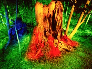 Into The Woods #2​