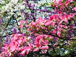 Floruit, #12​