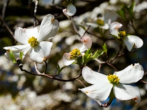 Floruit, #10​