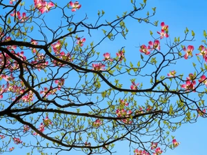 Floruit, #11​
