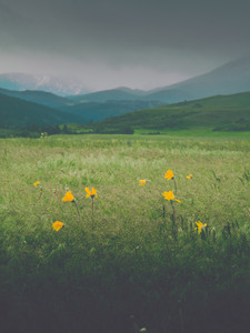 Wild Flowers Grow in Wild Places