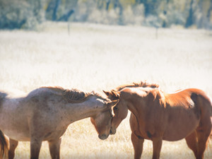 Wild Love​