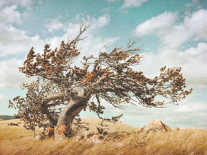 Wind Sculpture
