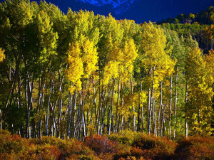 A field of Aspen Trees in Autumn.