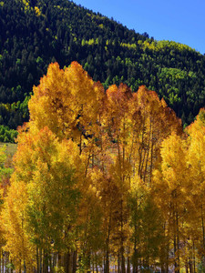Golden stand of Aspen Trees.