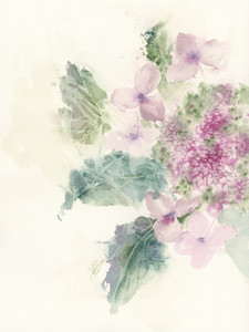 Blooming Hydrangea