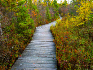 Bog Walkway