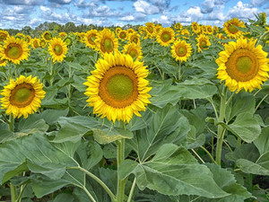 Sunflowers​​​​​​​​​​​​​​​​​​​​​​​​​​​​​