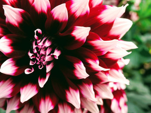 Dahlia​​​
