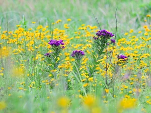 3311 Prairie Flowers at Big Creek State Park