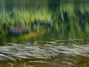 Floating Grasses and Forest Reflections
