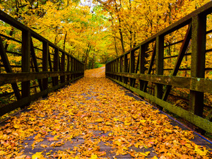 2556 Autumn at Big Creek Bike Trail