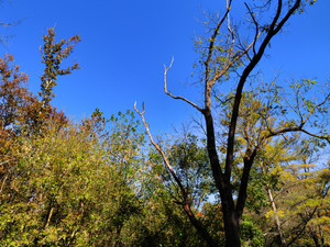 Blue Sky of Early Autumn