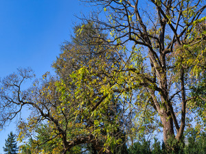Looking Up In Autumn