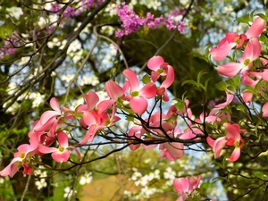 Floruit, #6​