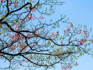 Floruit, #4​