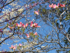 Floruit, #2​