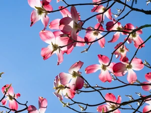 Floruit, #19