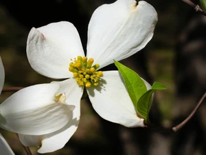 Floruit, #13​