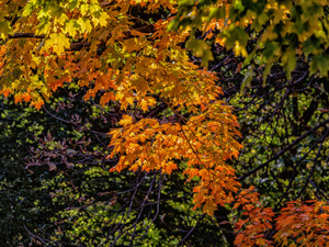 Fall Trees​​​​​​​​​​​