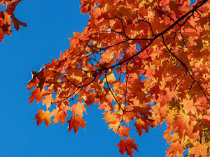 Fall Trees​​​​​​​​​