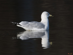 Ring-billed Gull Dseab008