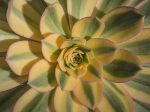 Aeonium Sunburst, 1