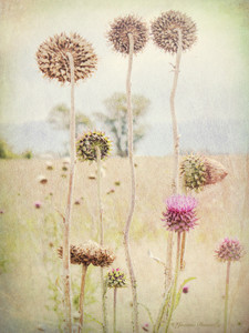 Thistle​​