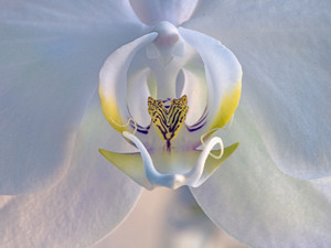 White Orchid, Weatherford. 2020