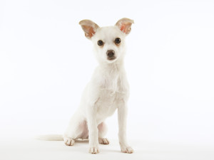 Chihuahua Puppy #4