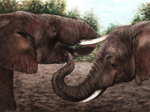 Elephants​​