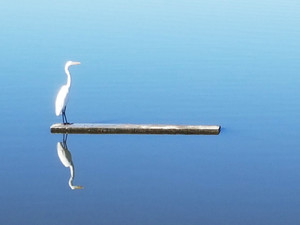 Crane
