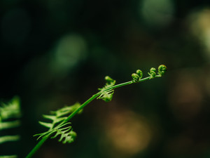 Unfurling Fern