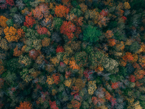 Autumn Colors​​​