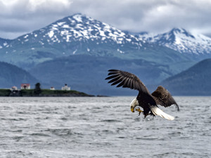 Bald Eagle Eating in Mid-Air