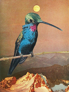 Hummingbird​​​
