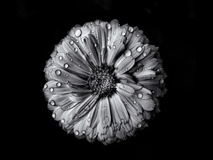 Backyard Flowers In Black And White 10