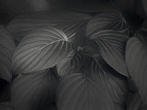 Black Leaves