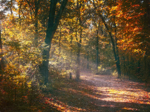 Autumn Path