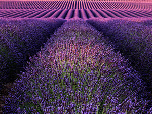 Deep purple​