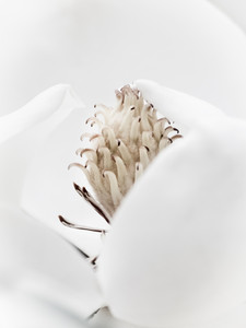 Magnolia Abstract II