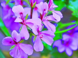 Purple color flower Abstract