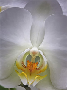 Homage to Georgia O'Keeffe