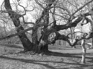 Oak Tree, Brooklyn Botanic Gardens, Brooklyn, NY