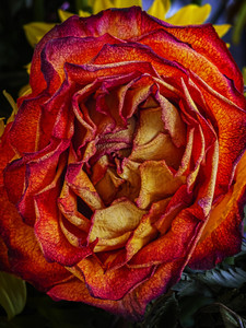 A Rose​