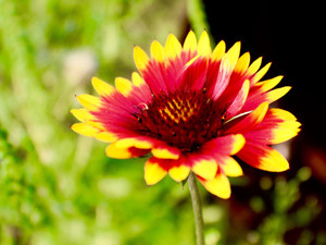 Flare