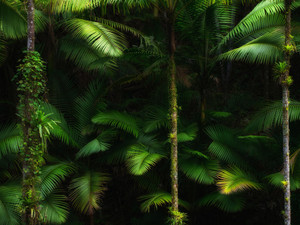 "Enchanted forest"