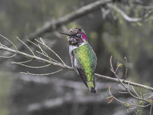 Adult Male Anna's Hummingbird, Perched
