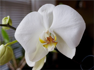 Butterfly Orchid