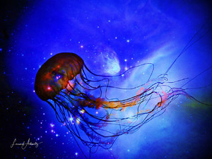 Jellyfish​​​